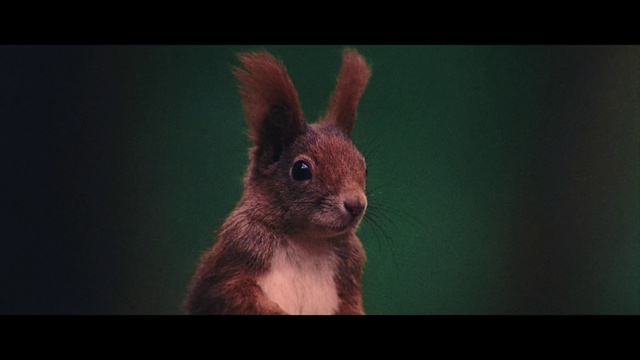 Video Reference: Head, Rabbit, Rabbits and Hares, Human body, Ear, Whiskers, Hare, Domestic rabbit, Mountain Cottontail, Fawn