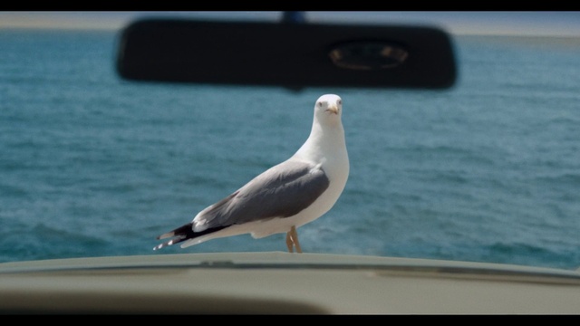 Video Reference: Water, Bird, Beak, Body of water, Lari, Gull, Wing, Seabird, Wood, Sky