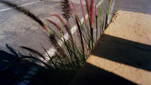 Video Reference: Plant, Road surface, Automotive tire, Asphalt, Wood, Grass, Tints and shades, Sidewalk, Landscape, Road