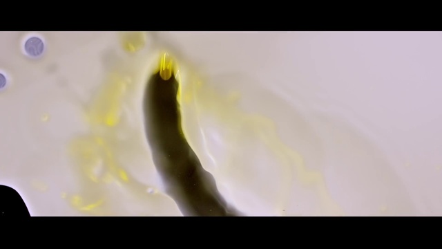 Video Reference: Liquid, Petal, Font, Fish, Macro photography, Fin, Beak, Shadow, Painting, Tail