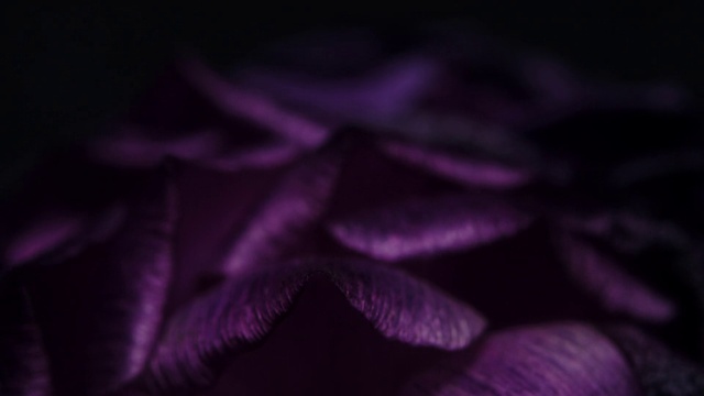 Video Reference: Purple, Petal, Violet, Flower, Terrestrial plant, Tints and shades, Magenta, Electric blue, Flowering plant, Herbaceous plant