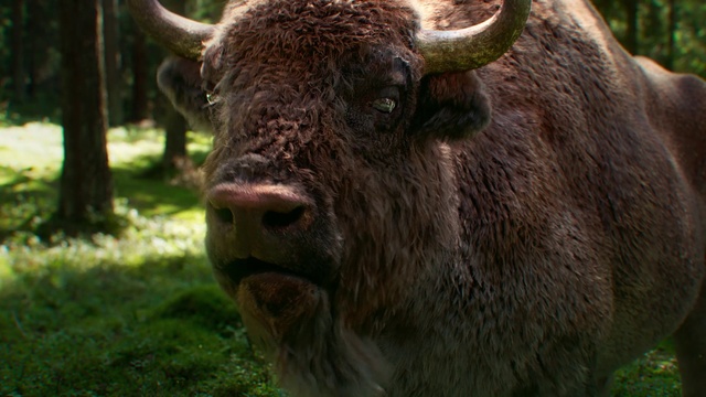 Video Reference: Eye, Plant, Working animal, Bull, Grass, Natural landscape, Terrestrial animal, Horn, Fawn, Grazing
