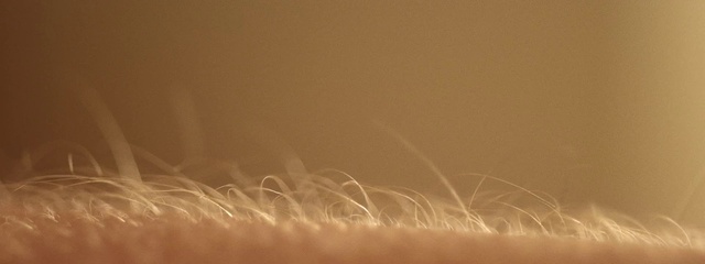 Video Reference: Amber, Gold, Font, Tints and shades, Heat, Sky, Grass, Metal, Event, Horizon