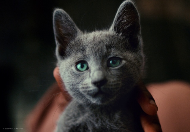 Video Reference: Cat, Felidae, Carnivore, Small to medium-sized cats, Whiskers, Ear, Russian blue, Snout, Fur, Domestic short-haired cat