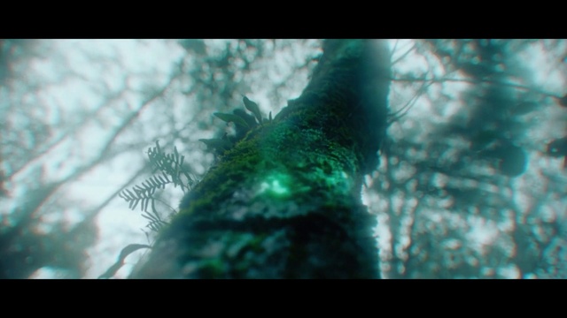 Video Reference: Plant, Eye, Water, Human body, Eyelash, People in nature, Terrestrial plant, Sky, Tree, Feather