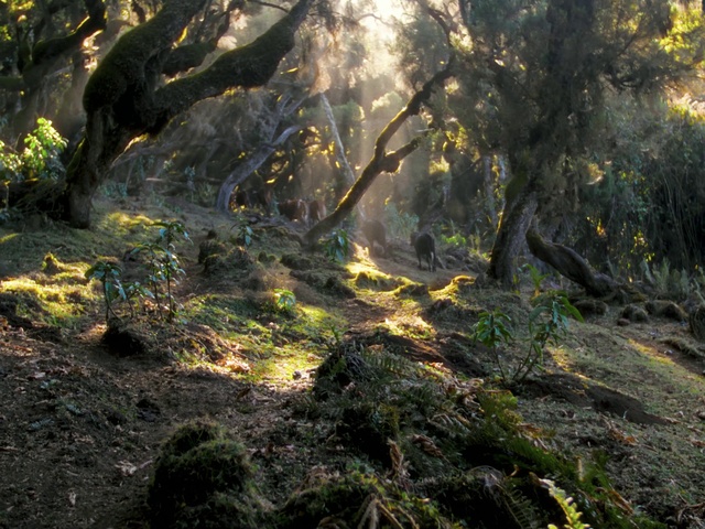 Video Reference: Plant, Plant community, Wood, Natural landscape, Trunk, Twig, Sunlight, Terrestrial plant, Grass, Deciduous