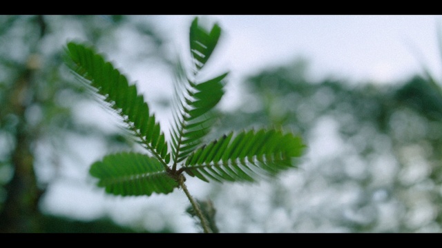 Video Reference: Plant, Water, Branch, Terrestrial plant, Organism, Twig, Tree, Flower, Natural landscape, Flowering plant