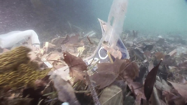 Video Reference: Wood, Pollution, Water, Fin, Underwater, Event, Marine biology, Fish, Waste, Rock