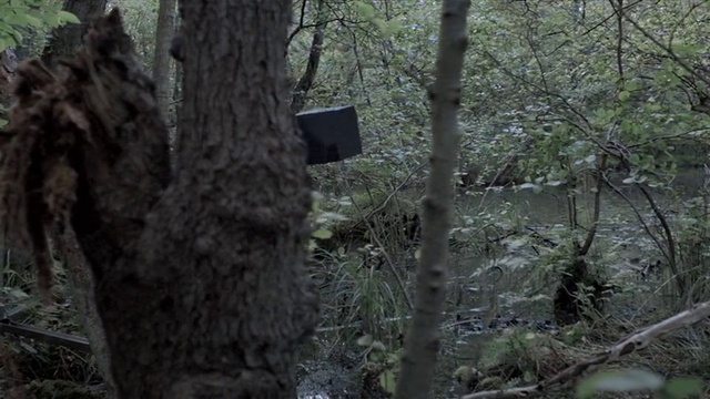 Video Reference: Plant, Wood, Twig, Tree, Trunk, Terrestrial plant, Natural landscape, Forest, Temperate broadleaf and mixed forest, Woodland