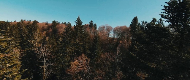 Video Reference: Sky, Plant community, Ecoregion, Natural landscape, Larch, Wood, Tree, Trunk, Evergreen, Plant