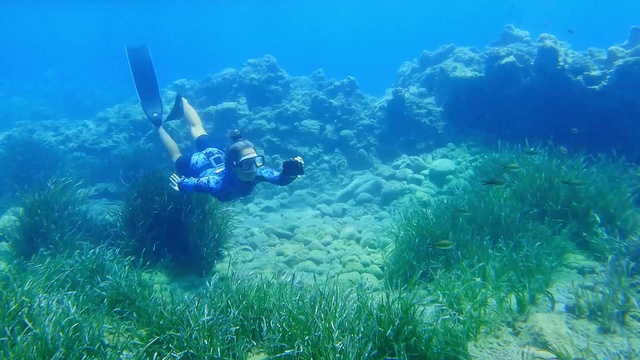 Video Reference: Water, Underwater diving, Plant, Vertebrate, Natural environment, Diving equipment, Scuba diving, Fluid, Underwater, Organism