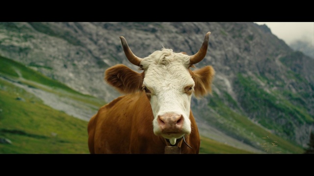 Video Reference: Hair, Natural environment, Grass, Sky, Working animal, Fawn, Grassland, Terrestrial animal, Rural area, Landscape