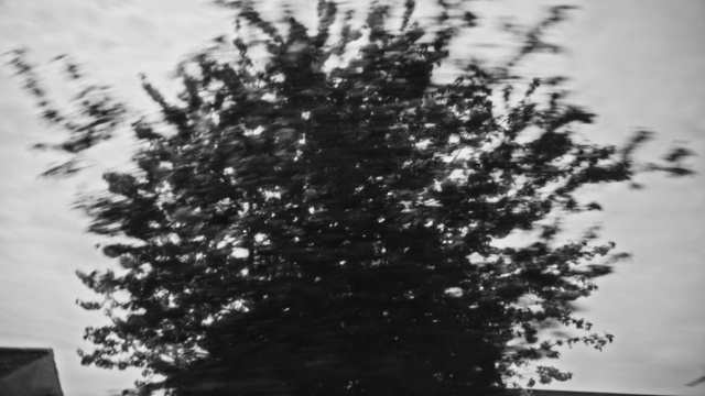 Video Reference: Sky, Plant, Branch, Twig, Woody plant, Tints and shades, Terrestrial plant, Larch, Monochrome photography, Monochrome