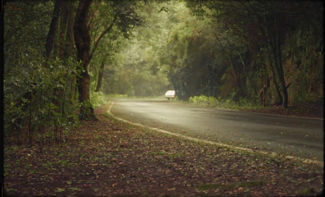 Video Reference: Plant, Atmosphere, Automotive lighting, Natural landscape, Branch, Tree, Wood, Road surface, Sunlight, Asphalt