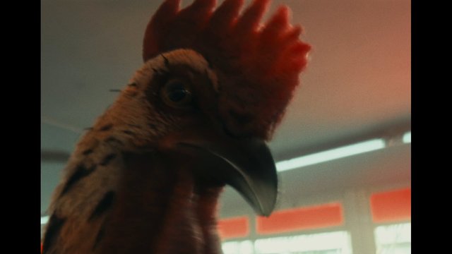Video Reference: rooster, chicken, bird, close-up, animal, indoors, red comb, poultry, low light, blurred background, portrait, farm animal