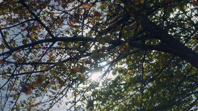 Video Reference: Twig, Tree, Plant, Trunk, Deciduous, Tints and shades, Terrestrial plant, Temperate broadleaf and mixed forest, Forest, Wood