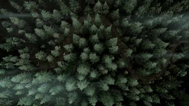 Video Reference: Plant, Marine invertebrates, Tree, Underwater, Terrestrial plant, Marine biology, Coral, Groundcover, Stony coral, Reef