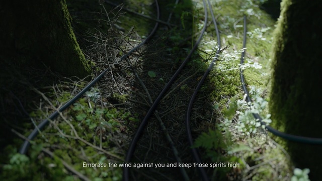 Video Reference: Twig, Wood, Terrestrial plant, Trunk, Natural landscape, Plant, Groundcover, Grass, Flowering plant, Forest