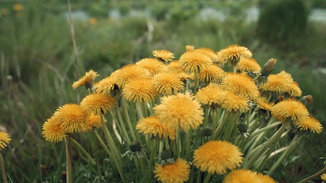 Video Reference: Flower, Plant, Petal, Grass, Herbaceous plant, Flowering plant, Terrestrial plant, Landscape, Annual plant, Forb