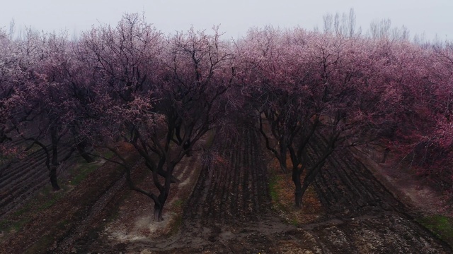 Video Reference: Brown, Plant, Plant community, Ecoregion, Natural landscape, Twig, Wood, Sky, Tree, Landscape