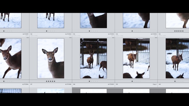 Video Reference: Vertebrate, Product, Font, Rectangle, Funeral, Screenshot, Software, Multimedia, Display device, Electronic device
