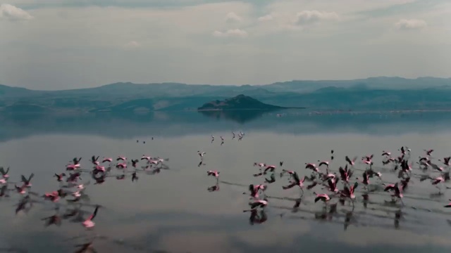 Video Reference: Water, Sky, Bird, Cloud, Vertebrate, Ecoregion, Beak, Natural environment, Lake, Body of water