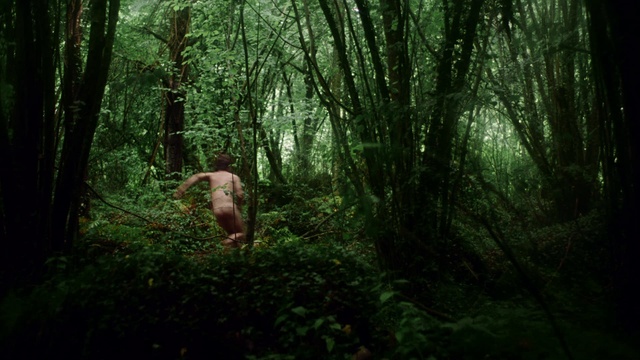 Video Reference: Plant, Tree, Wood, Terrestrial plant, Natural landscape, Trunk, People in nature, Groundcover, Deciduous, Landscape