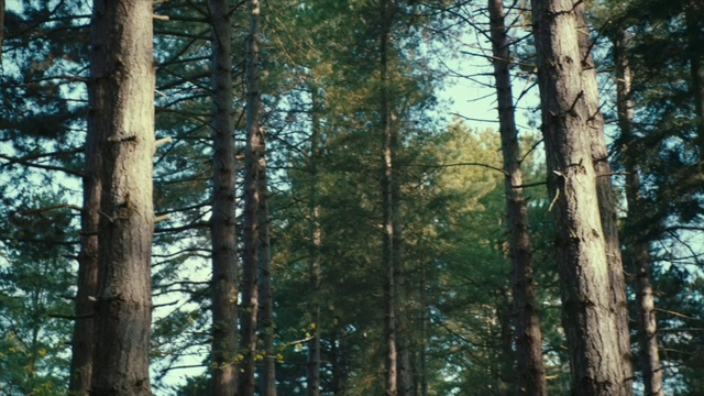 Video Reference: Sky, Larch, Natural landscape, Wood, Terrestrial plant, Tree, Deciduous, Trunk, Evergreen, Landscape