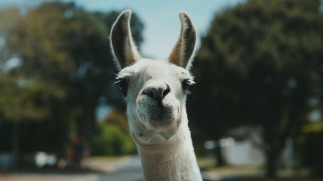 Video Reference: Head, Sky, Camelid, Llama, Terrestrial animal, Fawn, Snout, Alpaca, Livestock, Plant
