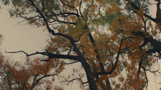 Video Reference: Brown, Trunk, Wood, Natural landscape, Twig, Tree, Deciduous, Tints and shades, Plant, Temperate broadleaf and mixed forest
