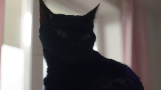 Video Reference: Cat, Window, Felidae, Ear, Carnivore, Small to medium-sized cats, Whiskers, Snout, Black cat, Tints and shades