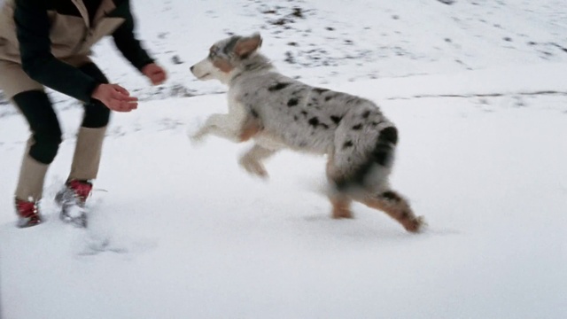 Video Reference: Dog, Snow, Carnivore, Dog breed, Companion dog, Snout, Dalmatian, Recreation, Tail, Dog supply