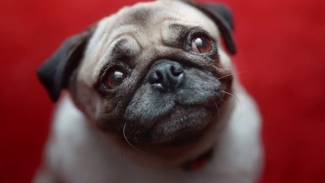 Video Reference: Pug, Dog, Eye, Dog breed, Carnivore, Iris, Whiskers, Ear, Companion dog, Fawn