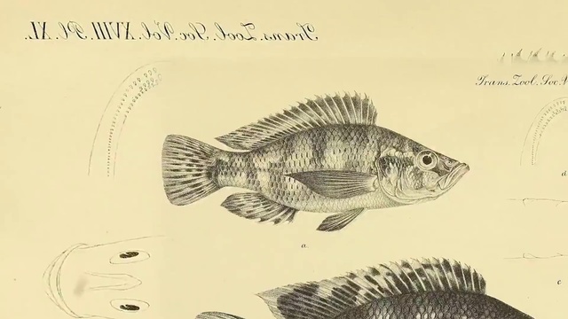Video Reference: Jaw, Fin, Line, Fish, Art, Illustration, Rectangle, Drawing, Ray-finned fish, Tail