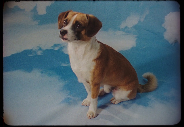 Video Reference: Dog, Carnivore, Paint, Dog breed, Rectangle, Fawn, Companion dog, Painting, Art, Sky