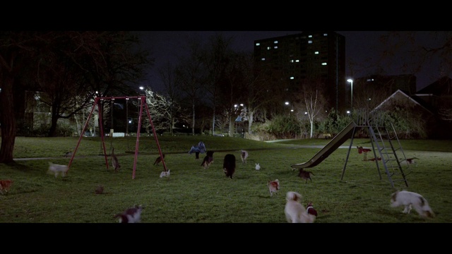 Video Reference: Plant, Nature, Tree, Grass, Atmospheric phenomenon, Leisure, Morning, City, Sports equipment, Sky