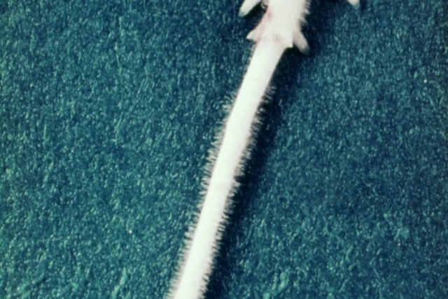 Video Reference: Jeans, Plant, Leg, Gesture, T-shirt, Denim, Tree, Electric blue, Sportswear, Grass