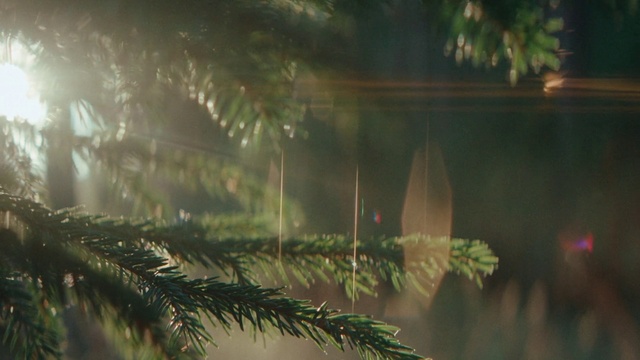 Video Reference: Water, Plant, Wood, Terrestrial plant, Arecales, Larch, Twig, Sky, Natural landscape, Evergreen