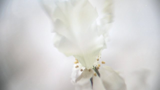 Video Reference: flower, white flower, blossom, macro, close-up, petals, stamens, bloom, plant, nature, soft focus, overexposed, abstract, spring