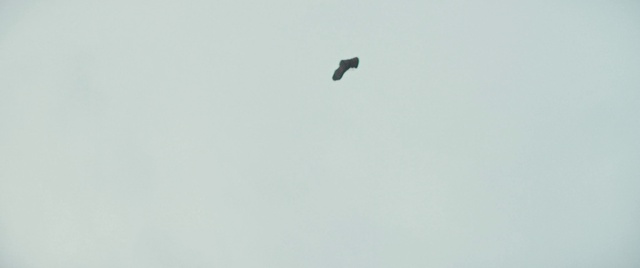 Video Reference: Bird, Sky, Accipitridae, Beak, Eagle, Bird of prey, Accipitriformes, Wing, Buzzard, Falconiformes