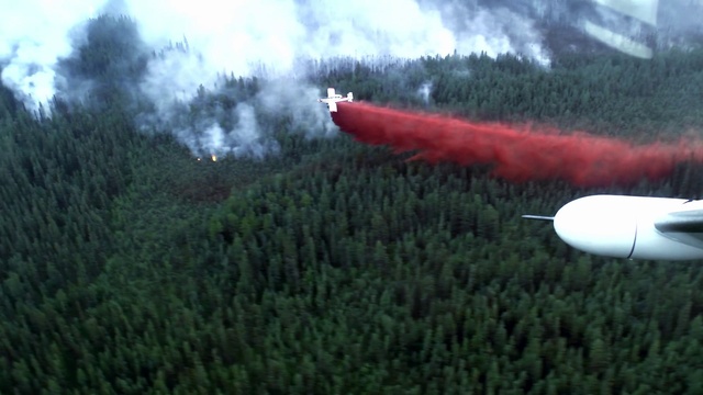 Video Reference: Tree, Vegetation, Plant, Biome, Evergreen, Forest, Smoke, Natural landscape, Grass, Slope