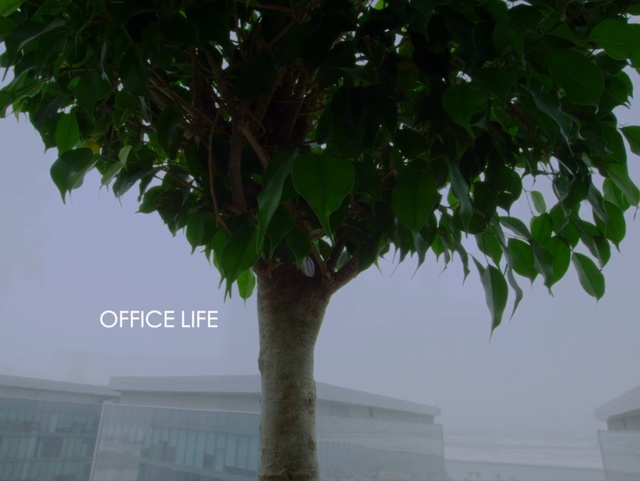 Video Reference: Sky, World, Building, Branch, Twig, Tree, Arecales, Trunk, Plant, Terrestrial plant
