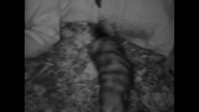 Video Reference: Gesture, Grey, Black-and-white, Monochrome photography, Human leg, Monochrome, Felidae, Foot, Font, Fur