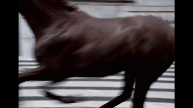 Video Reference: Dog, Dog breed, Carnivore, Liver, Gesture, Felidae, Fawn, Whiskers, Companion dog, Snout