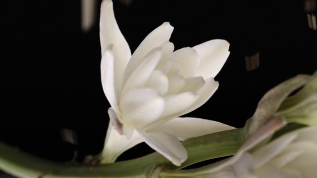 Video Reference: Flower, Plant, Petal, Terrestrial plant, Herbaceous plant, Pedicel, Flowering plant, water lily, Sacred lotus, Lotus family