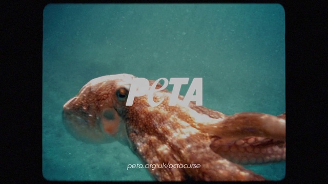 Video Reference: Water, Jaw, Rectangle, Organism, Underwater, Marine biology, Art, Wood, Loggerhead sea turtle, Fin