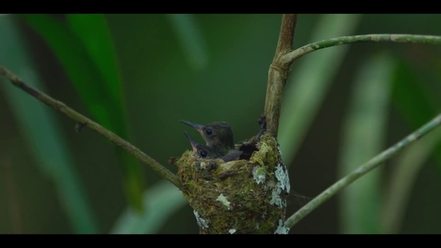 Video Reference: Bird, Beak, Twig, Plant, Terrestrial plant, Feather, Songbird, Perching bird, Wood, Natural material