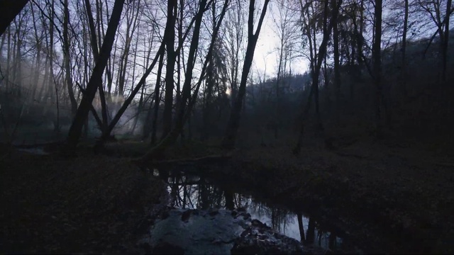 Video Reference: Sky, Atmosphere, Water, Plant, Natural landscape, Wood, Twig, Tree, Trunk, Watercourse