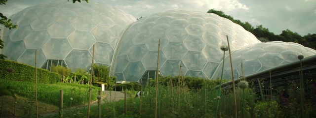 Video Reference: Plant, Plant community, Ecoregion, Botany, Nature, Leaf, Natural environment, Natural landscape, Sky, Cloud