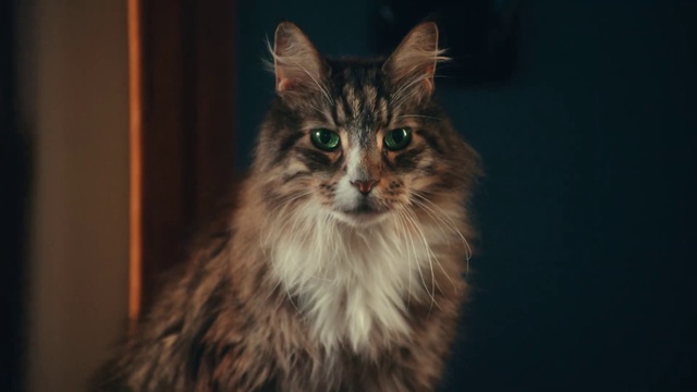 Video Reference: Cat, Carnivore, Felidae, Small to medium-sized cats, Whiskers, Snout, Maine coon, Terrestrial animal, Fur, Darkness